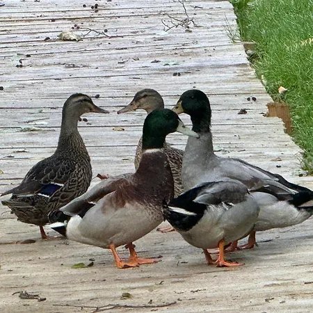 La Roulotte Du Chateau * Fatouville-Grestain